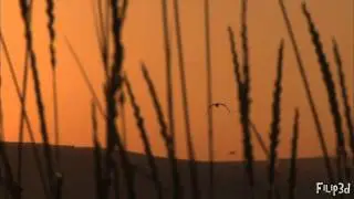 Vangelis - Le Singe Bleu