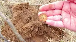 Открытие сезона...Первые монеты сезона.