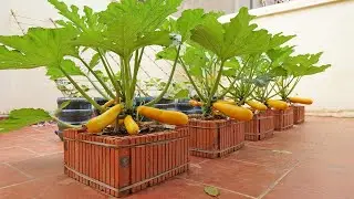 Awesome, wish I knew about growing vegetables at home sooner.