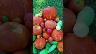 Последний день лета🎃🍅🥒😂