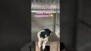 #помощьбездомнымживотным