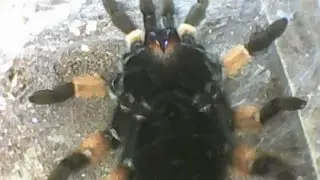 Паук Brachypelma emilia самка 12я линька (быстро)