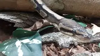 BP EXPLORING 5
