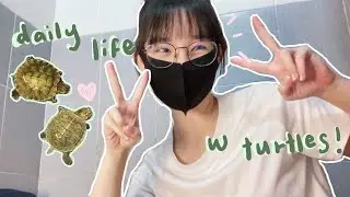 啊啊 乌龟离家出走 了🥹… 身为乌龟の铲屎官 🐢👩‍🌾｜daily life with turtle pets 💚 25