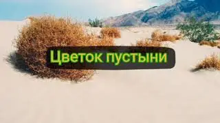 Цветок пустыни