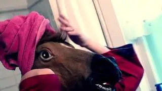 Mane 'n Tail: Horsey Shower