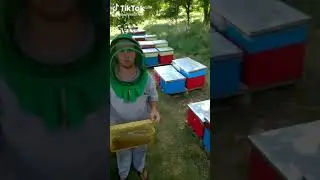 качаем подсолнух.