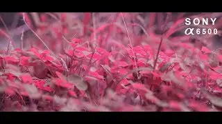 Sony a6500 4k slog footage Color Grading in DaVinci Resolve