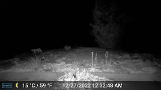 GardePro E6 trail camera footage of a Bobcat behind our house.