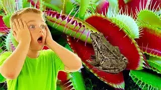 DIONAEA MUSCIPULA - Pianta carnivora , Mettiamo dito dentro Super Alex e Papa