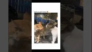 Both are paid actors😎 #shorts #viral #viralvideo #viralshorts #cat #cats #catshorts #trending #trend