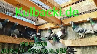 Training Jungtauben Kastanien| Kasztany |Informacje Müller| Traning GOŁĘBI 