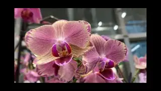Orchid sale from 199 rubles in Baucenter. Pirate Picoti, Lightning, Miltonia, Zygopetalua, Cymbe ...
