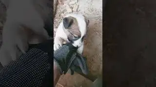 рекс