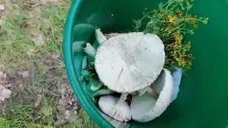 Знов у Ліс збирати ГрИби!😀Щось все ж таки знайшли!!!