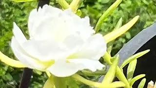 iPhone 13 pro camera testing
