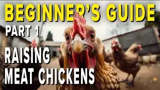 HOW TO: Raising Meat Chickens PART 1: Your #1 Guide For First Time Chicken Farmers