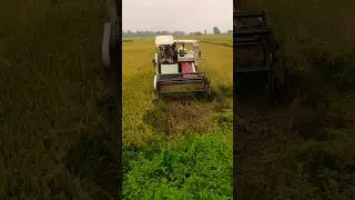 #new #dhaan🌾 #cutter #harvester 🚜🌾 #machine 🌾🚜🌾