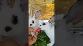 ternyata jambu juga doyan