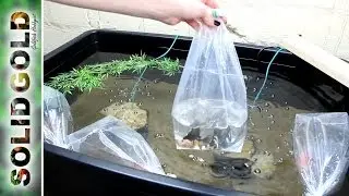 Dandy Orandas New Goldfish Unboxing