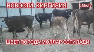 НОВОСТИ КИРГИЗИЯ ШВЕТ ПОРОДА МОЛЛАР СОТИЛДИ