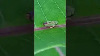Backyard bug hunt - what is honeydew