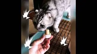Открываем тайну: Чего на самом деле боится ваша кошка?💥#домашниепитомцы