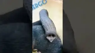Elephant... interesting videos....