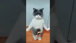 Cat Workout #exercise #fitness #workout #motivation #funny #entertainment #shorts #viral #trending