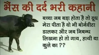 भैंस की दर्द भरी कहानी