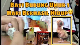 Burung Parkit Australia Umur 1 Hari | Baby Cockatiel Porridge