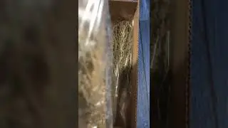 Три вида полыни горькой, лимонной и зеленой