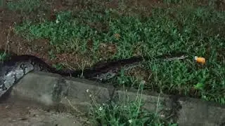 10 ft long Rock python 🐍 infront of School of Metallurgical & Materials Engineering, IIT Bhubaneswar