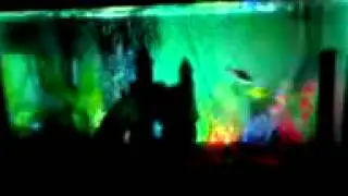 My new look for my fish tank sorry it from my cell