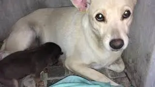 Our dog with her puppy