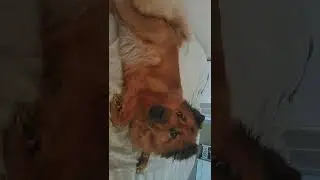 рыжая нахалка  