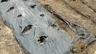 Пересаживаю клубнику осенью.