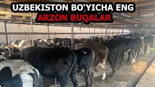 UZBEKISTON BO‘YICHA ENG ARZON BUQALAR SOTILADI +998 97 180 30 09