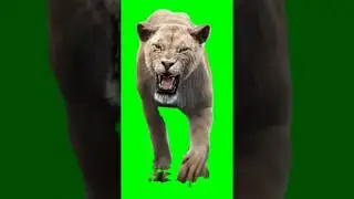 Lion green screen effect //Tiger green screen 2020