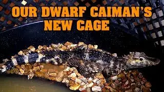 Dwarf caiman cage build.  Sobek the croc update!