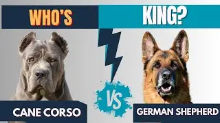 German Shepherd vs Cane Corso  Ultimate Protector Showdown! Who Wins