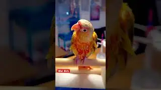 Wet Birb Me Time #pineapple #conure #parrot