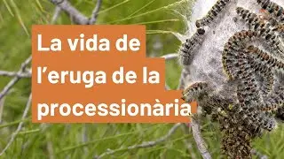 Què és l'eruga de la processionària del pi?