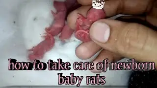 How to care for baby rats