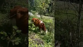 Cow/ mucca/ vacca/ vaca #cows #cowboys #river #nature #woods