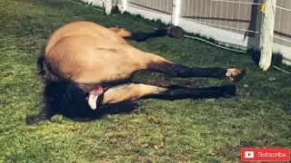 The way horses are born a breathtaking scene / animal world