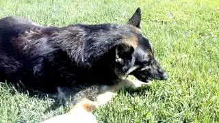 Fritz eats his treat