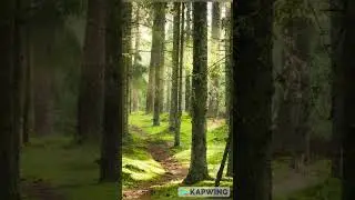 BIRDS IN THE FOREST.