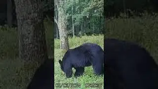 5 days till season opener huge bears now #2024 #blackbear #new #huge #foodplot #trailcam #wow #bear
