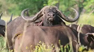Luxury African Hunting Safari Experience |Bellevue Hunting Safaris Limpopo South Africa
